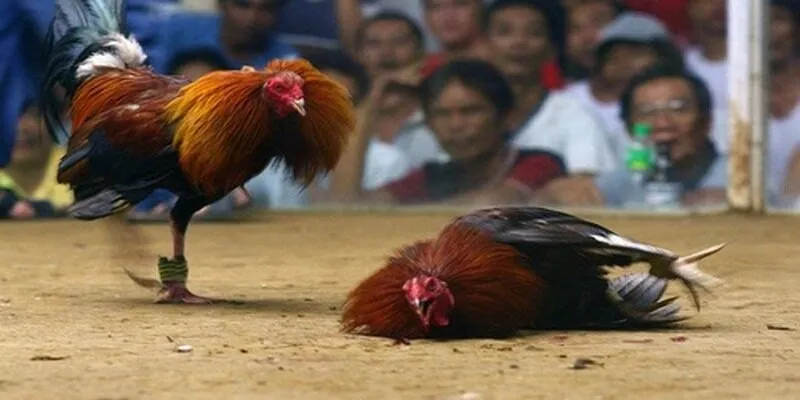 Kinh nghiệm giành chiến thắng đá gà cựa dao