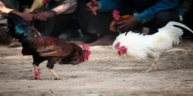 Bí quyết chọn gà chiến